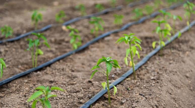 Drip irrigation on the beds.jpg
